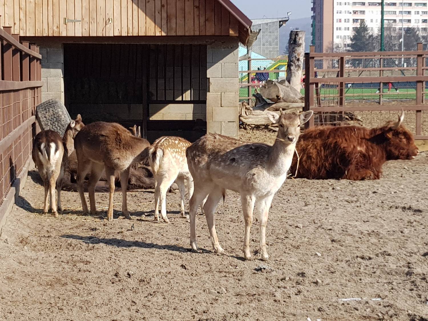 ZOO farma Snina - AJC Snina