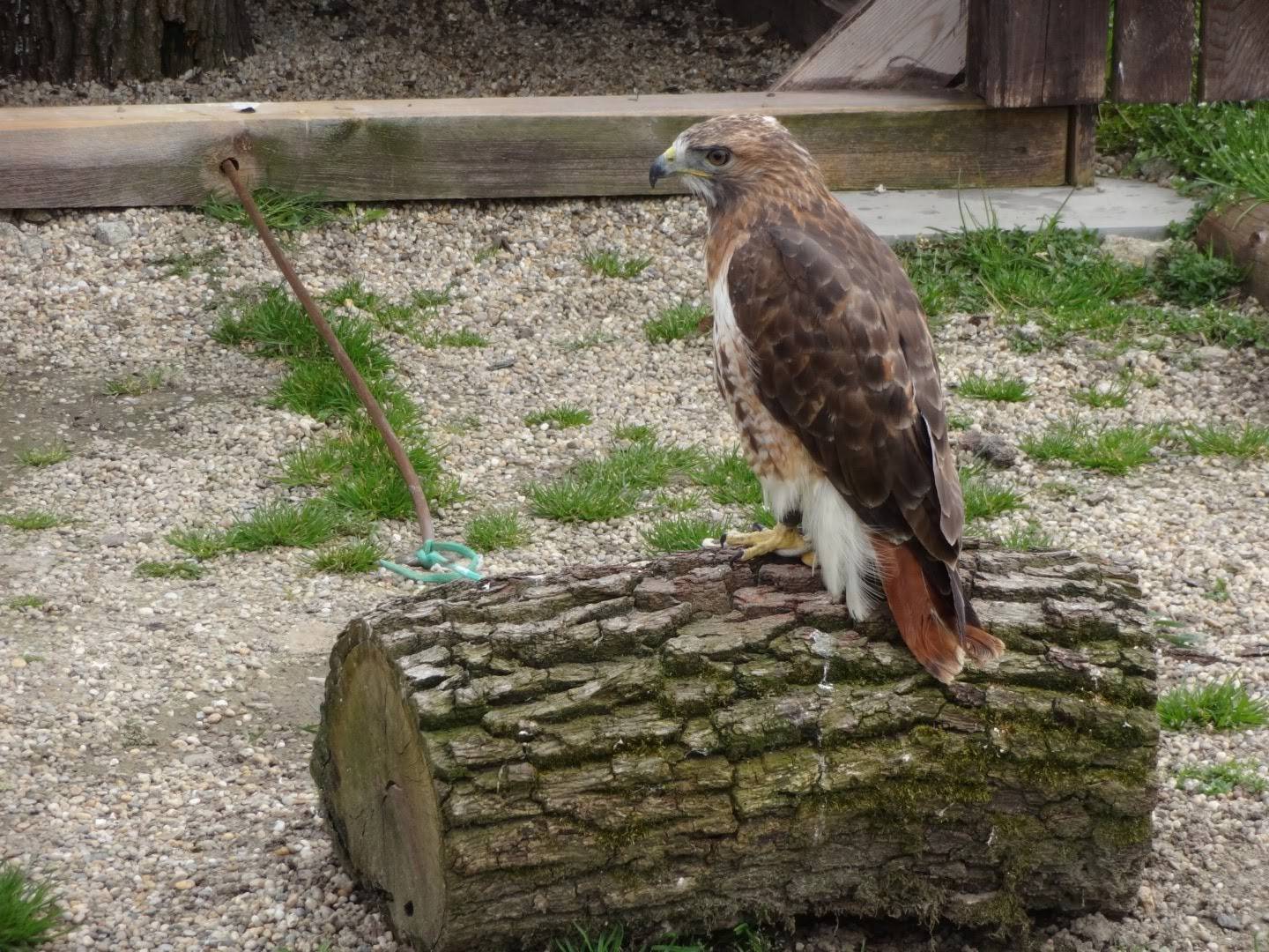 Sokoliareň minizoo Devín