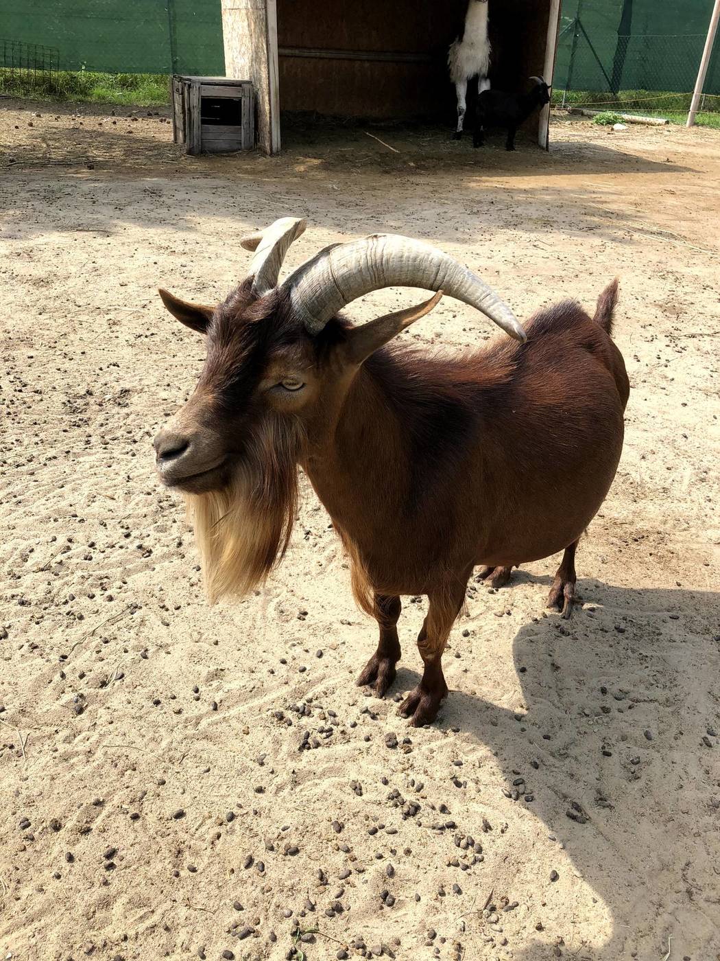 Sokoliareň minizoo Devín