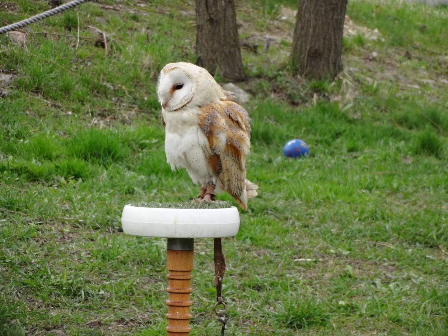 Sokoliareň minizoo Devín