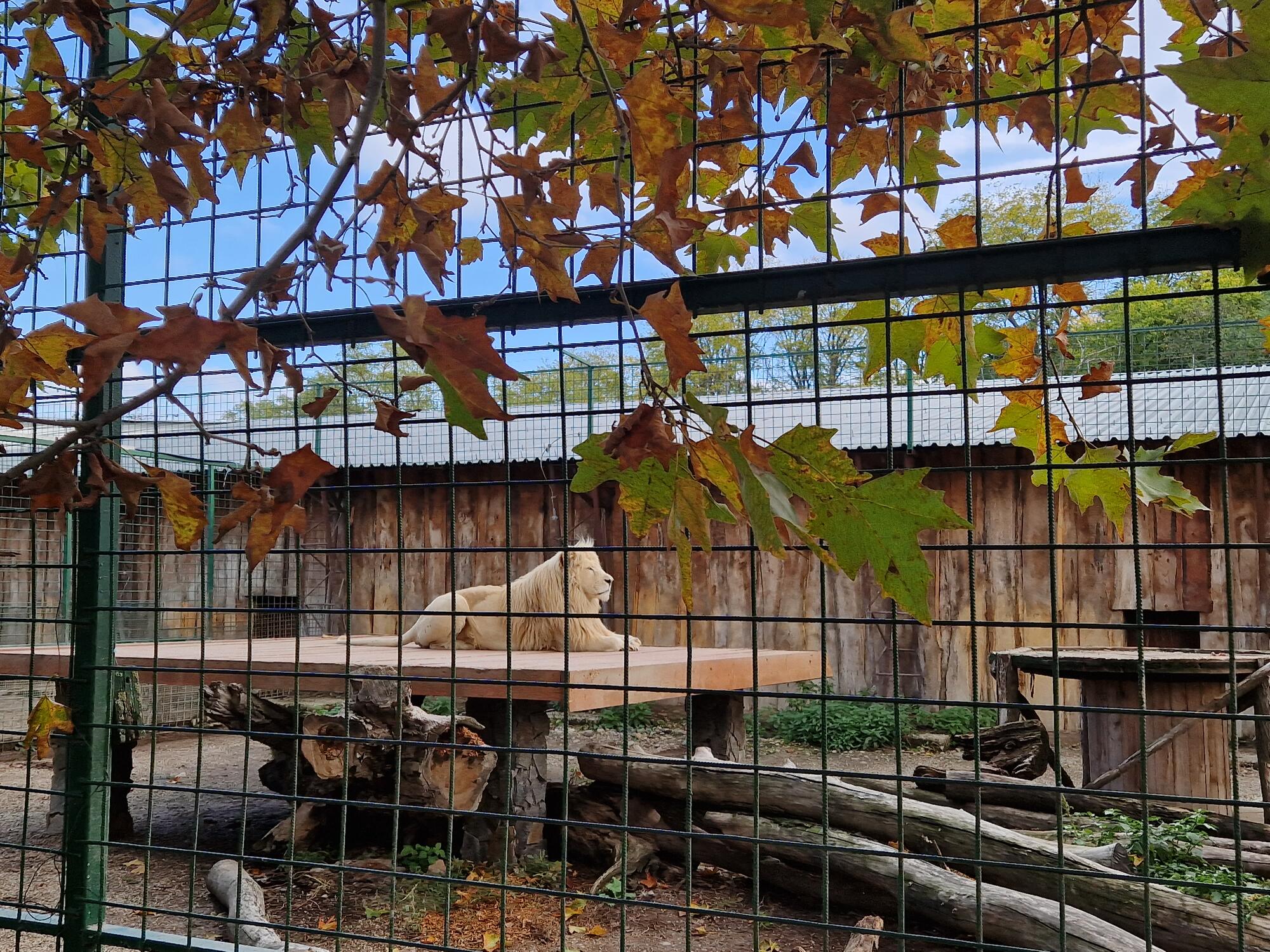 Panthera park