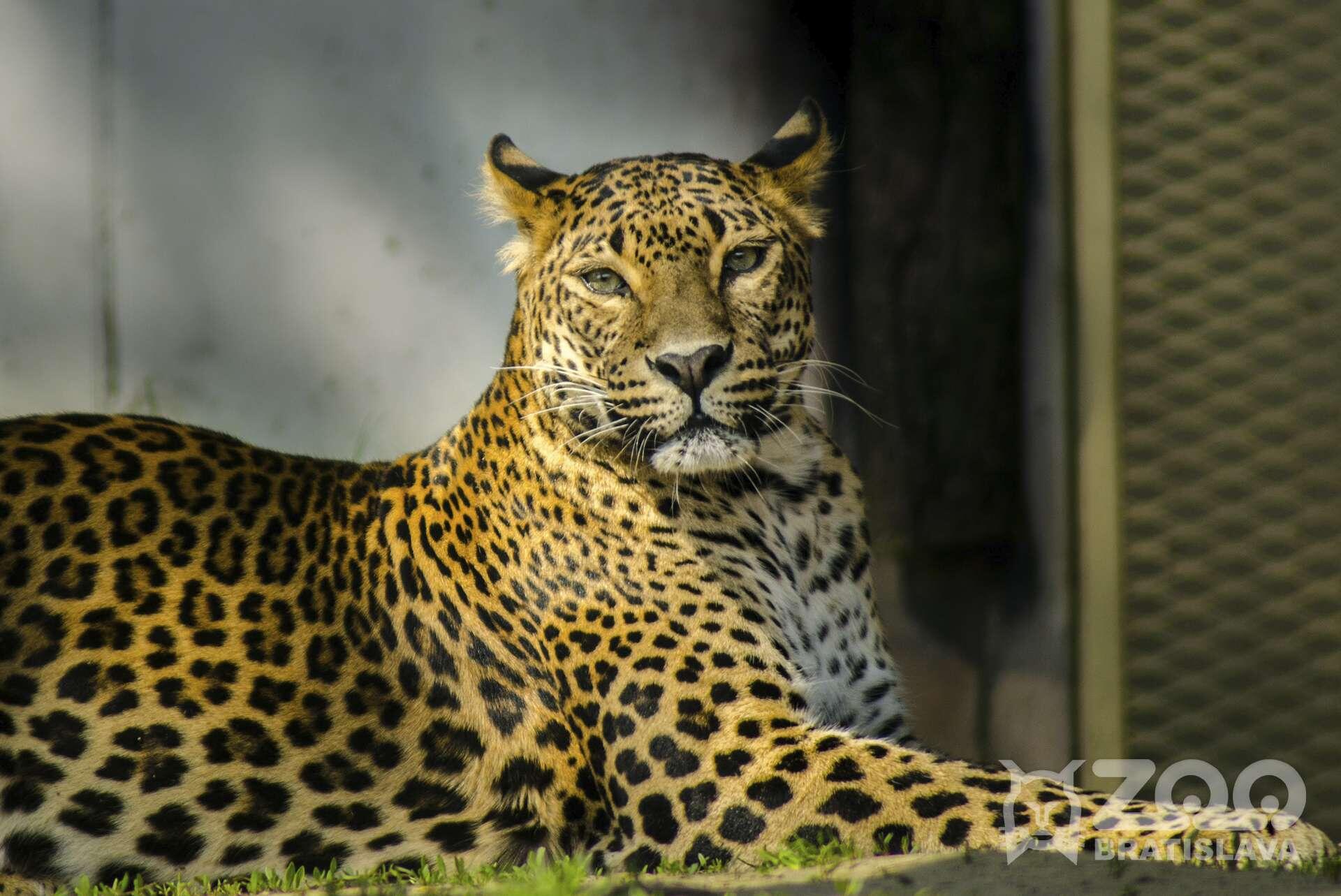 Zoo Bratislava