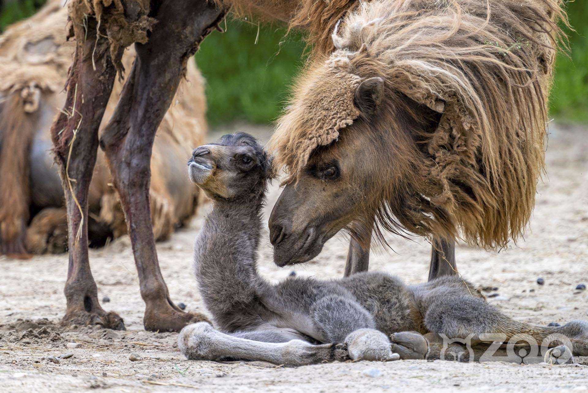 Zoo Bratislava