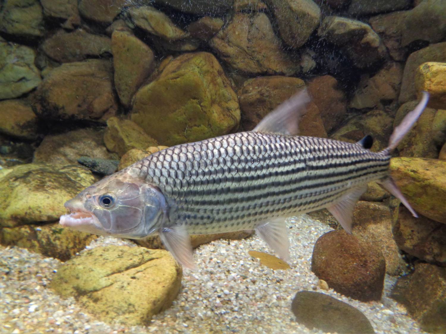 Zoo Bojnice