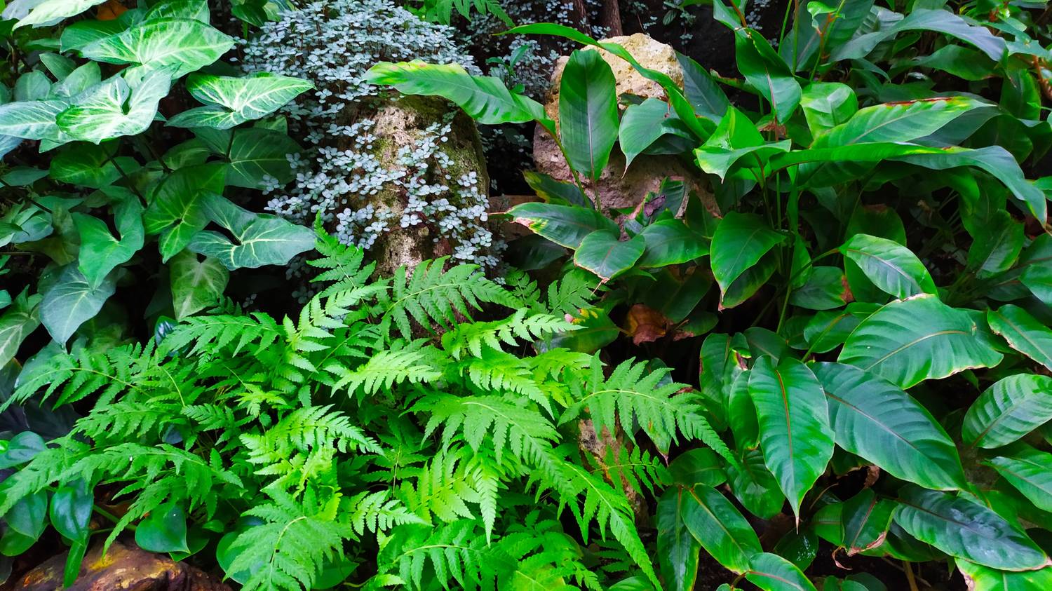 Botanická záhrada Univerzity Pavla Jozefa Šafárika