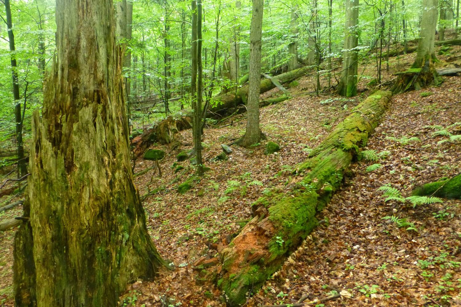 Dobročský prales
